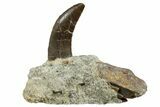 Rare, Serrated, Megalosaurid (Marshosaurus) Tooth - Colorado #182608-1
